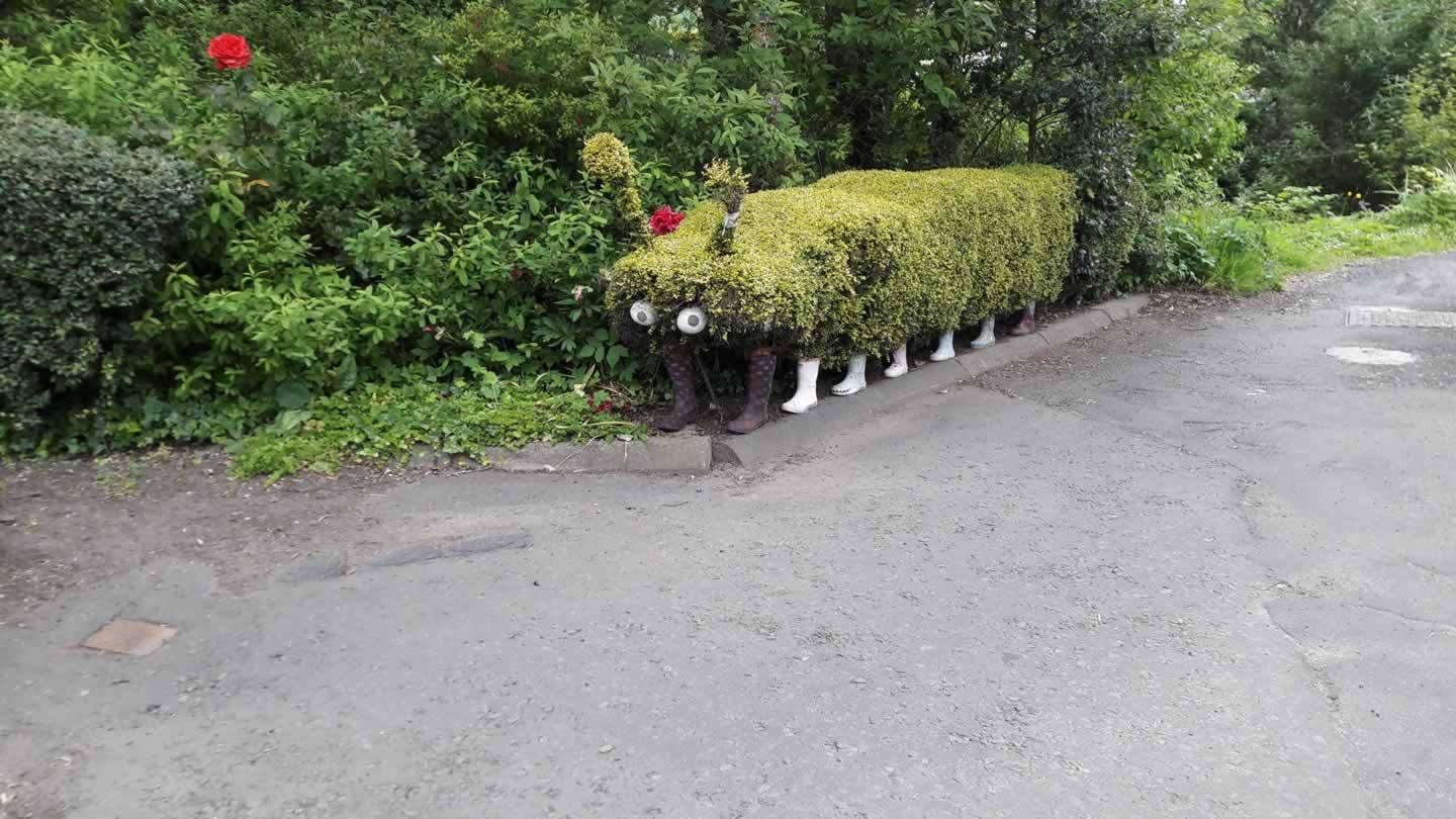 Coldingham Topiary