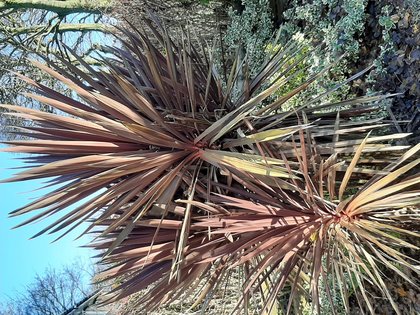 cordyline: by Mrs O 01/07/2019