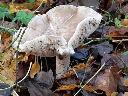 More Fungus at Durham Botanical Gardens: by Mrs O 01/10/2019