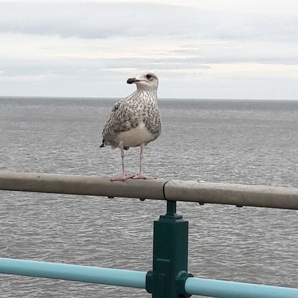 Seagull beaking: by Mrs O Spring 2019
