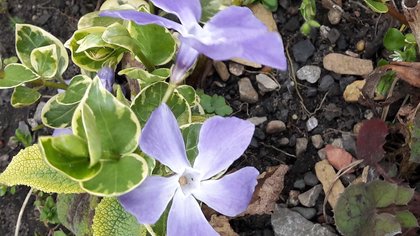 Another beautiful weed: by Mrs O Spring 2019