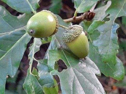 Acorns growing mighty oaks: by Mrs O 01/10/2019