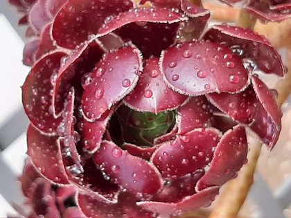 Succulent in the Sunshine Majorca: by Mrs O 20/09/2019