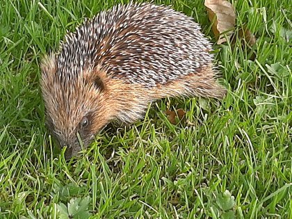 Hedgehog out for a wander, Yorkshire: by Mrs O 27/08/2019