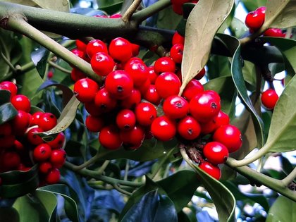 very red berries: by Mrs O 02/07/2019