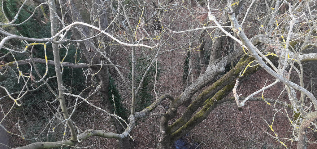 Perspective - This tree is not upside down

