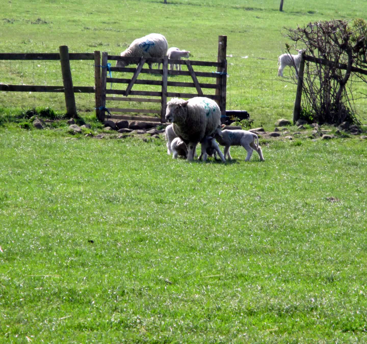 Sheep and lambs in the fields near Crakehall